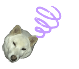 433438403