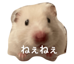 433475113