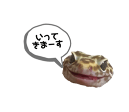 433525628