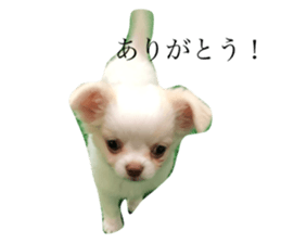433535655