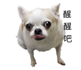 433545510