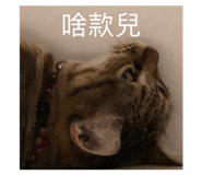 433655743