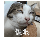 433655746