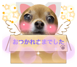 433911445