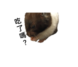 434019080
