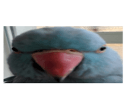 434068310