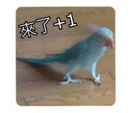 434068317
