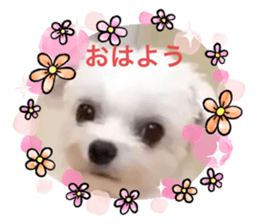 434341663
