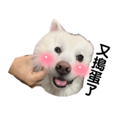 434393111