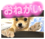 434403877
