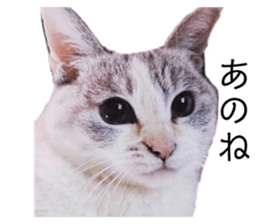 434414519