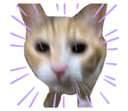 434414529