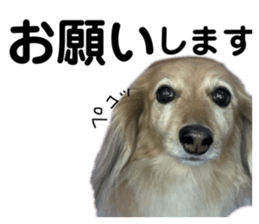 434656837