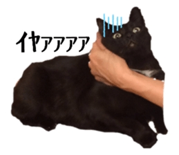 434701038