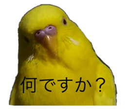 434975216