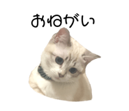 435023755