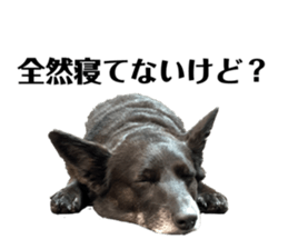435375403