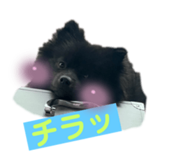 435427615