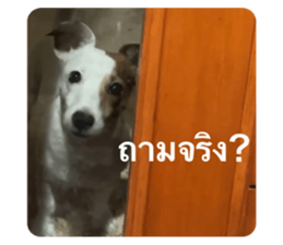 435498843