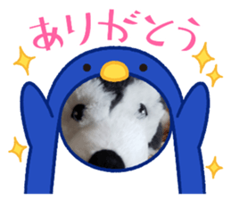 435502631