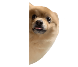 435611544