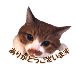 43561227