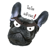 436091598