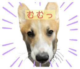 436155991