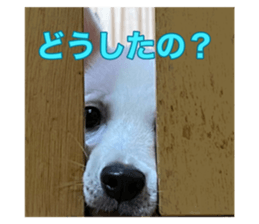 436443668
