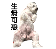436500996