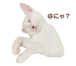 436518854