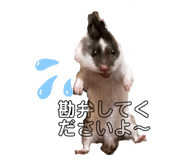 436555902