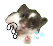 436555903