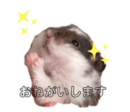 436555906