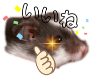 436555926