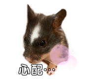 436555931