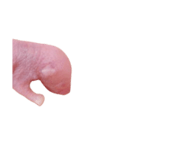 436571736