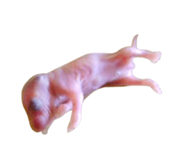 436571738