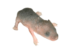 436571743