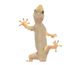 436573991