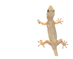 436573993