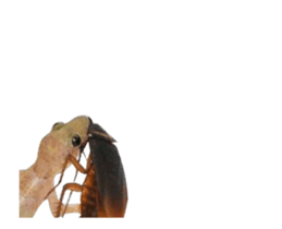 436574001