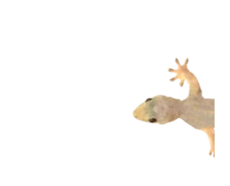 436574003