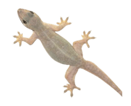 436574004