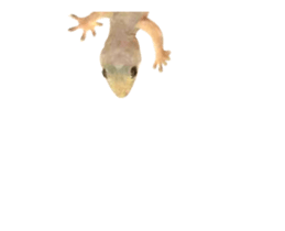 436574005