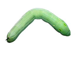 436596302