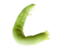 436596311