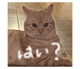436675782