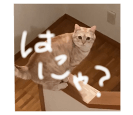 436675783