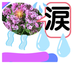 436747377